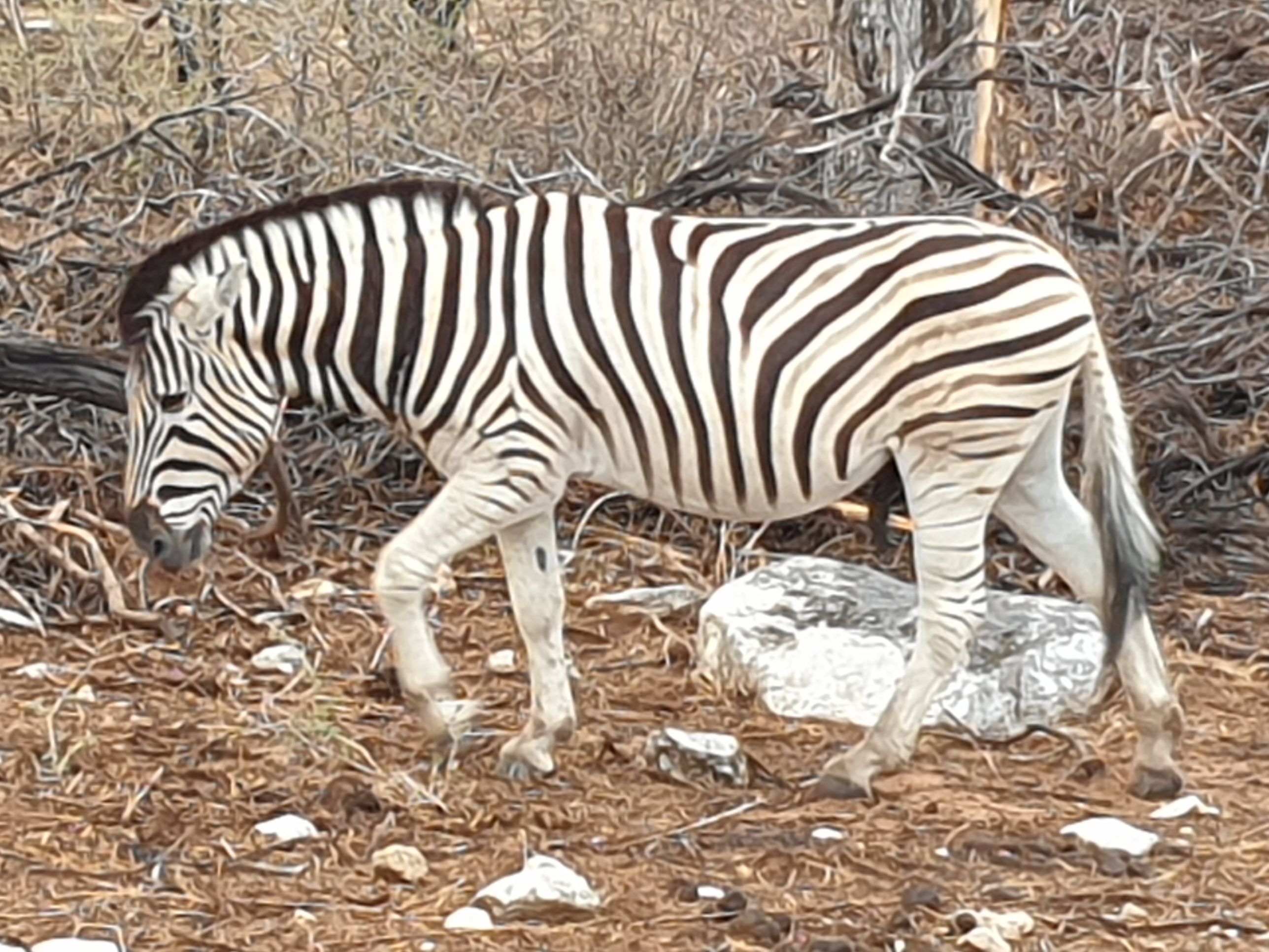 Portrait d'un jeune Zèbre des plaines ou de Burchell (Plains zebra, Equus quagga), Mâle débutant sa puberté, Namutoni, Parc National d'Etosha, Namibie.